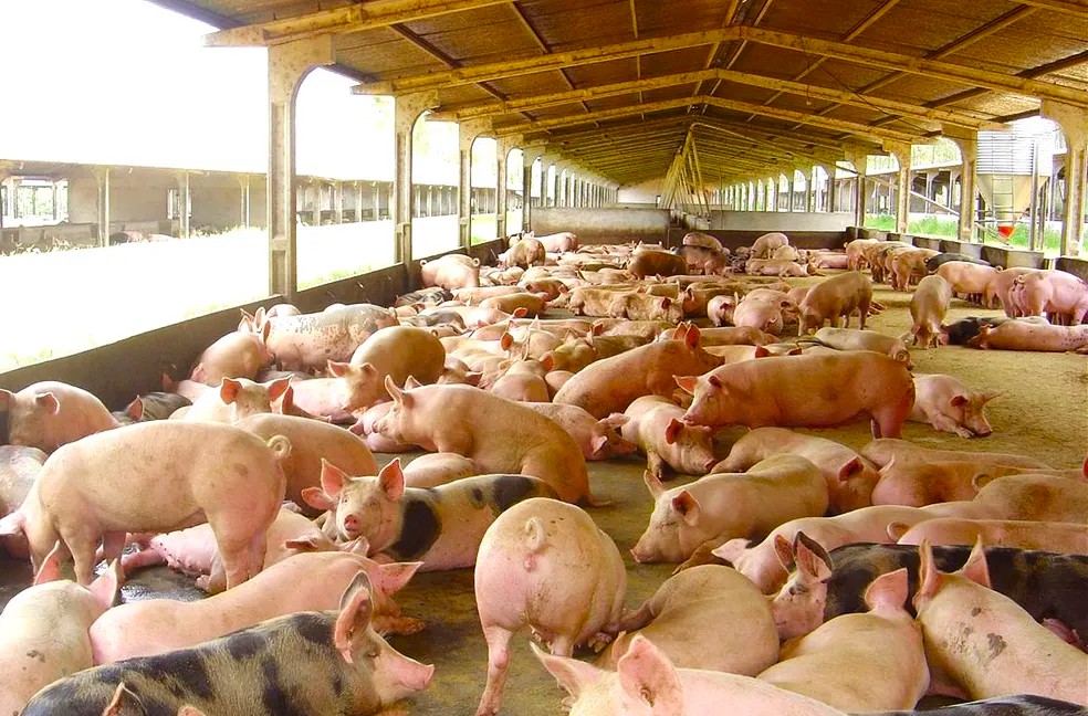 Produção Animal