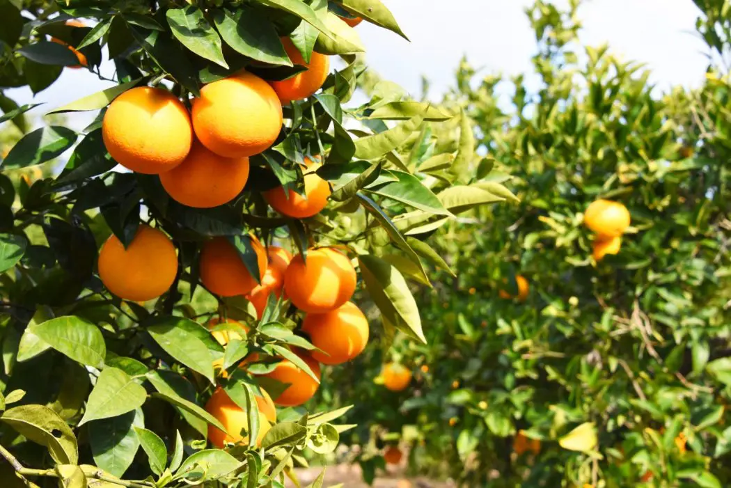Fruticultura